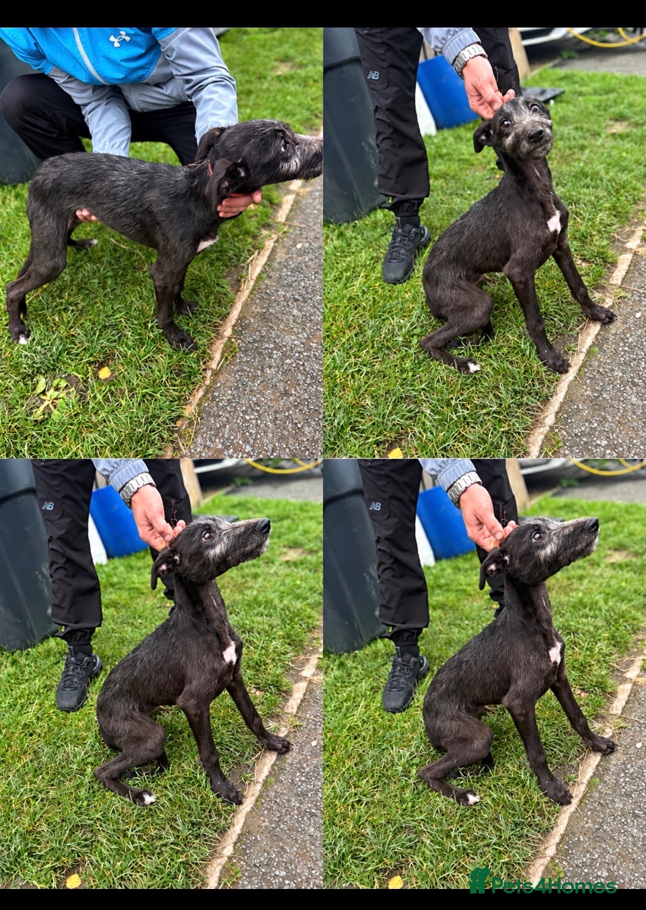 Mixed Breed dogs Bedlington whippet  - Advert 16