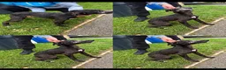 Mixed Breed dogs for sale: Bedlington whippet  - Advert 1