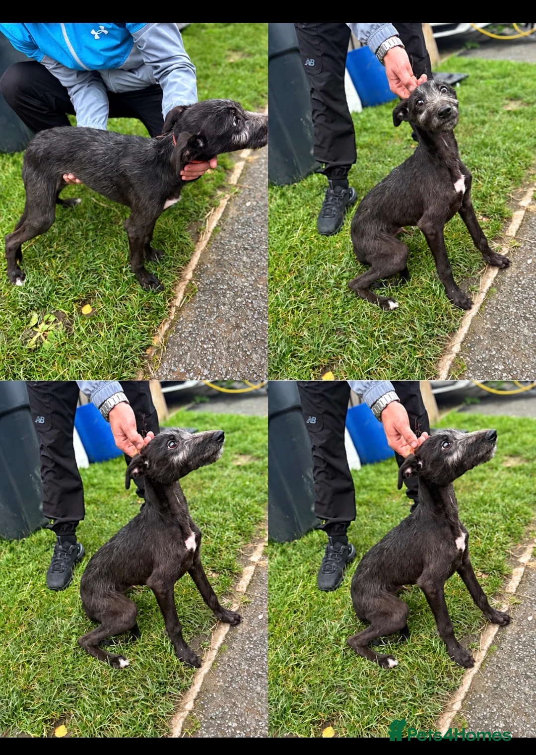 Mixed Breed dogs for sale: Bedlington whippet  - Advert 1