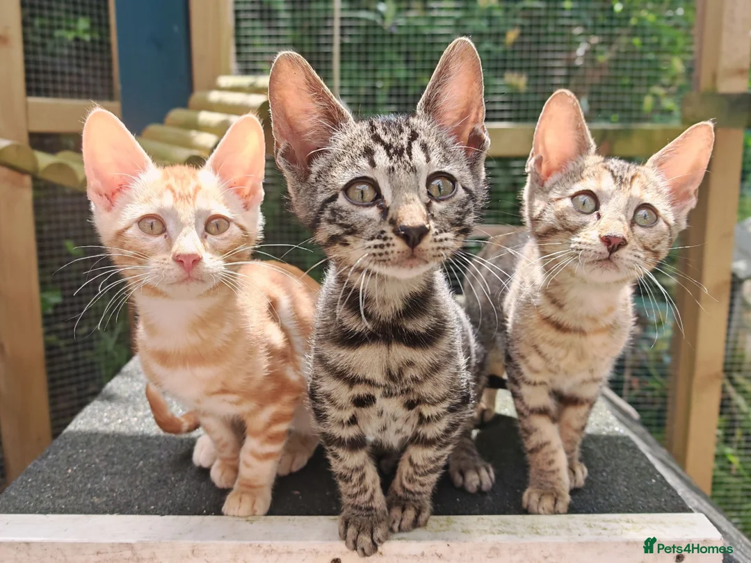 Mixed Breed cats for sale: Best Friends in Training! Bengal x sphynx  - Advert 1