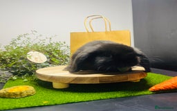 Mini Lop rabbits for sale: Beautiful pure bred Mini Lops  - Image 6