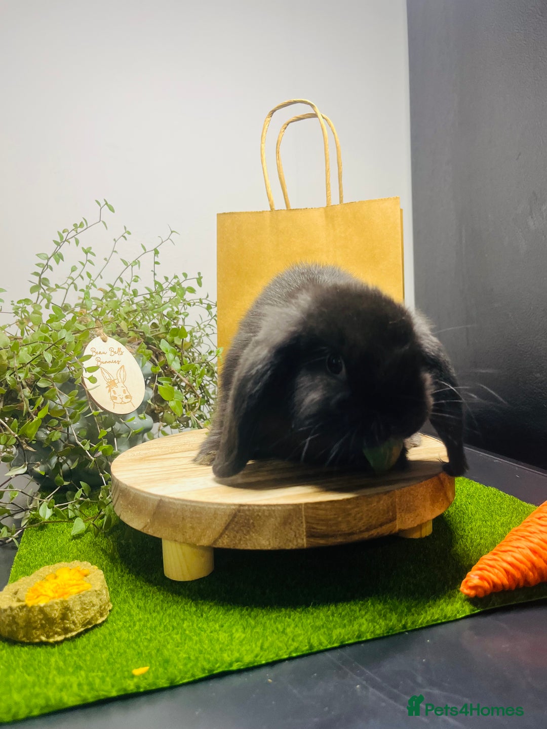 Mini Lop rabbits for sale: Beautiful pure bred Mini Lops  - Image 6