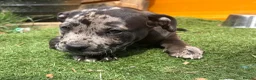 Staffordshire Bull Terrier dogs for sale: Very nice puppy  - Advert 3