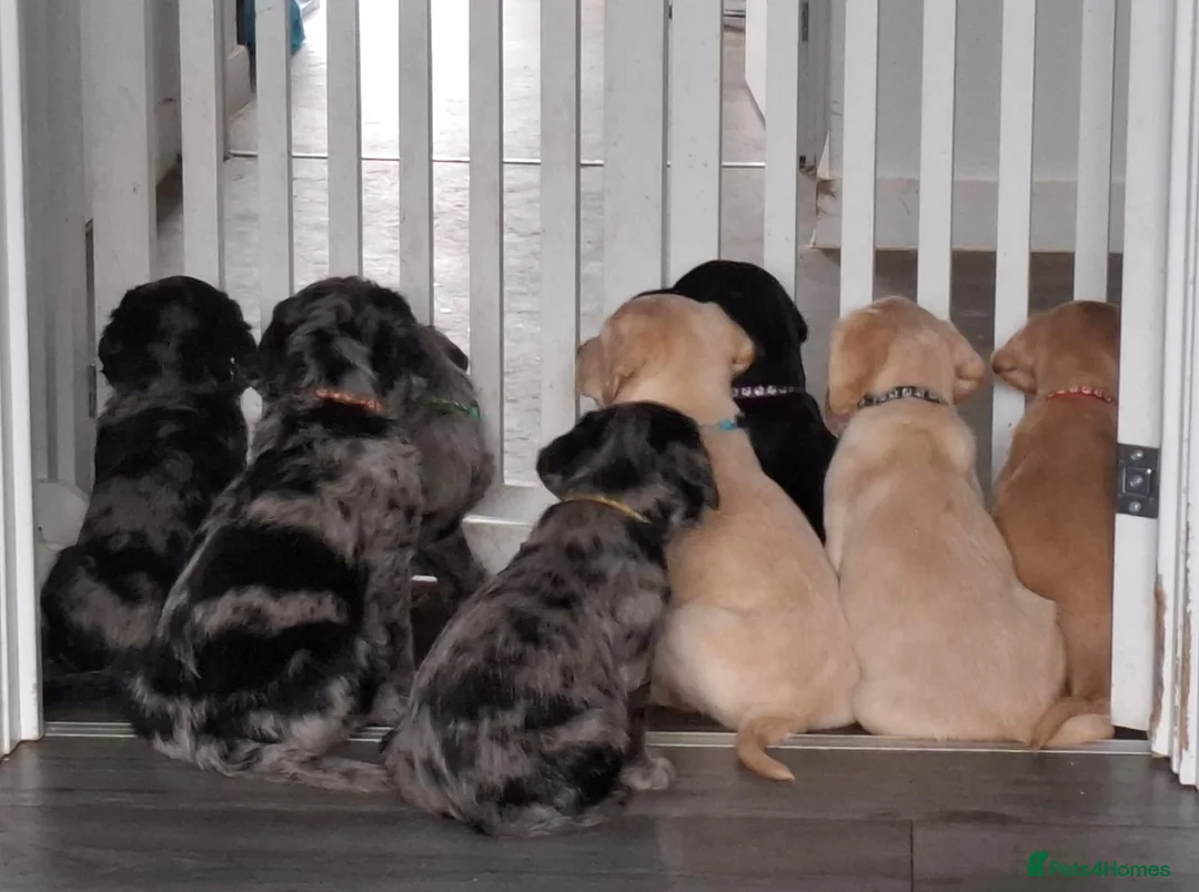 Cockerdor dogs for sale: Cockerdor puppies - Advert 1
