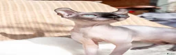 Sphynx cats for sale: Stunning sphinx kittens  - Advert 4