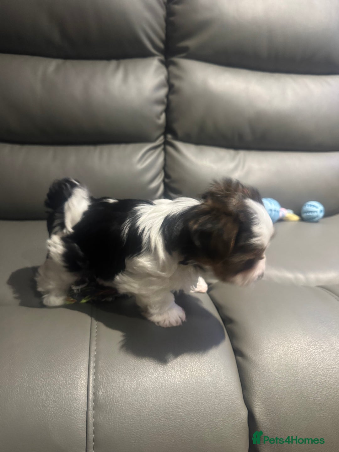 Biewer Terrier dogs for sale: Biewer Terrier - Advert 7