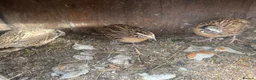 Quail poultry for sale: Have two pair of quail for sale  - Advert 3