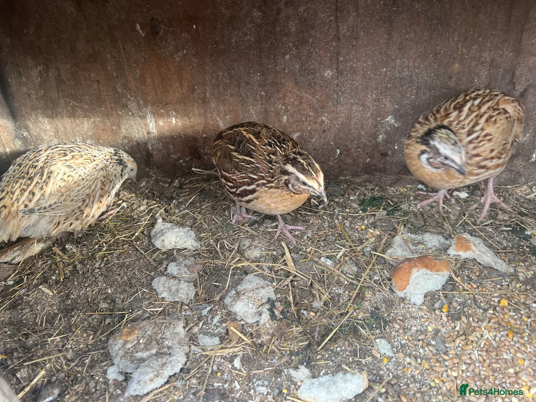 Quail poultry for sale: Have two pair of quail for sale  - Advert 3