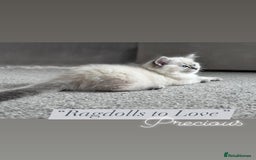 Ragdoll cats for sale: Champion blood dilute blue tabby ragdoll kitten - Image 3