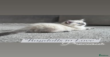 Ragdoll cats - Advert 2