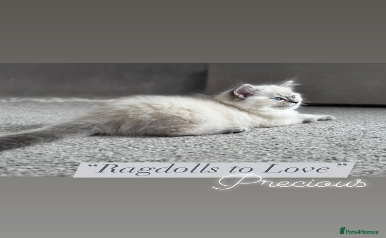 Ragdoll cats for sale - Advert 1