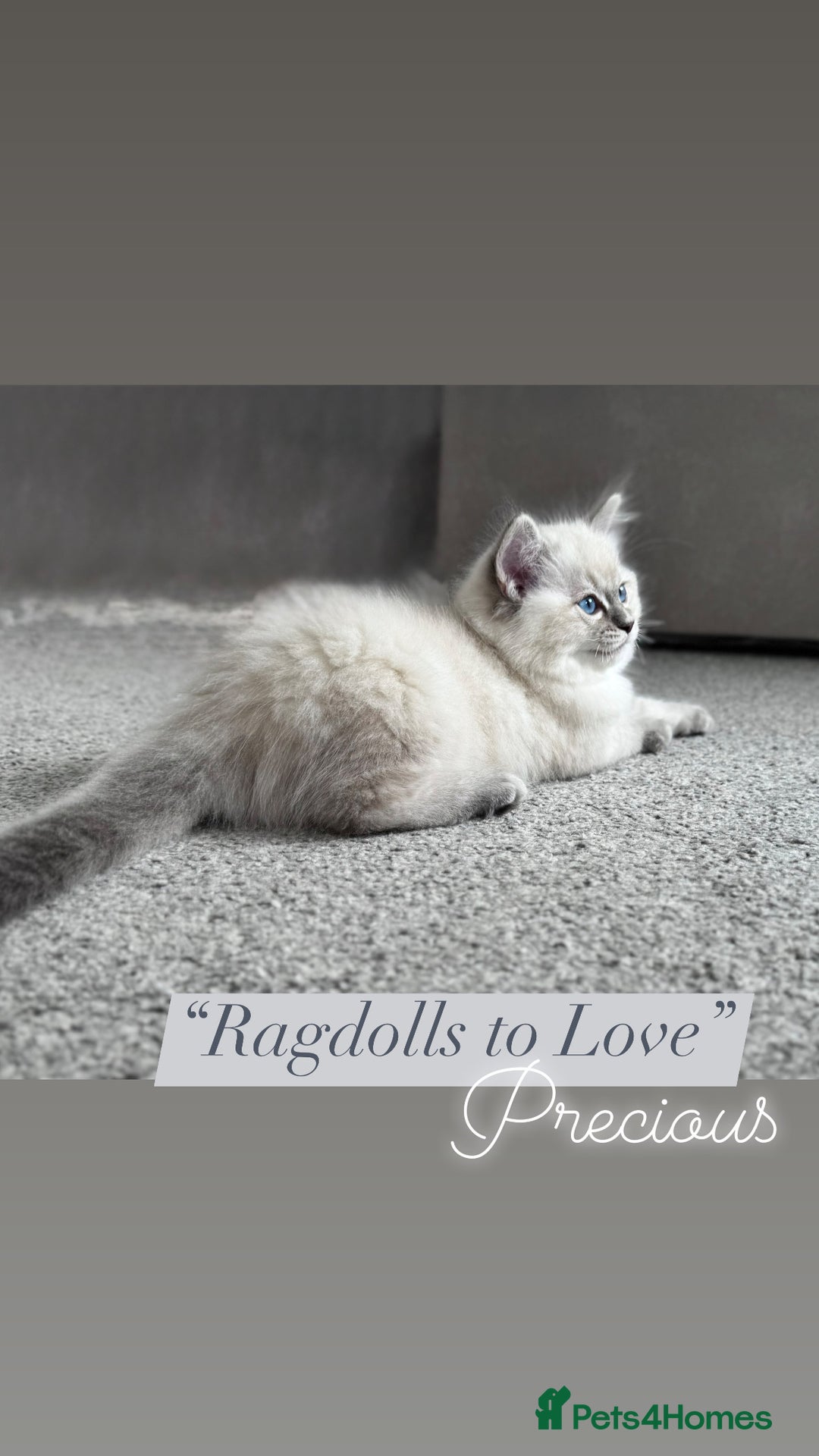 Ragdoll cats for sale: Champion blood dilute blue tabby ragdoll kitten - Image 3