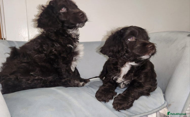 Cockapoo dogs - Advert 8