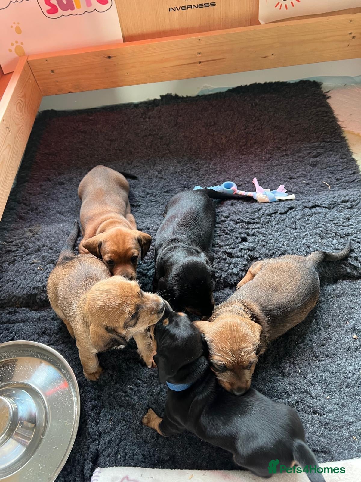 Miniature Dachshund dogs Dachshund Puppies for sale - Advert 1