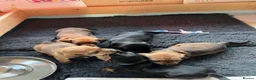 Miniature Dachshund dogs for sale: Dachshund Puppies for sale in Inverness - Advert 1