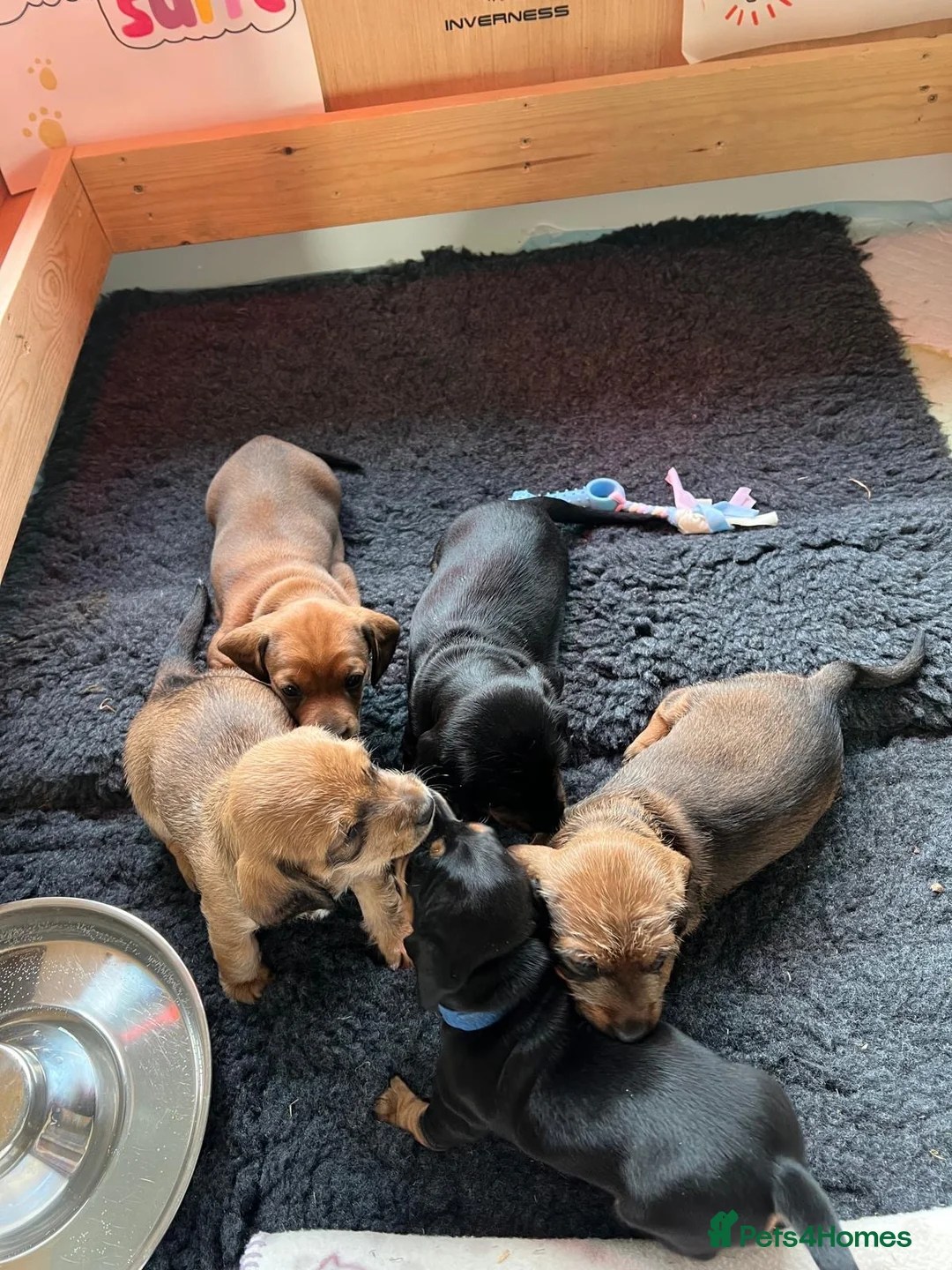 Miniature Dachshund dogs for sale: Dachshund Puppies for sale in Inverness - Advert 1