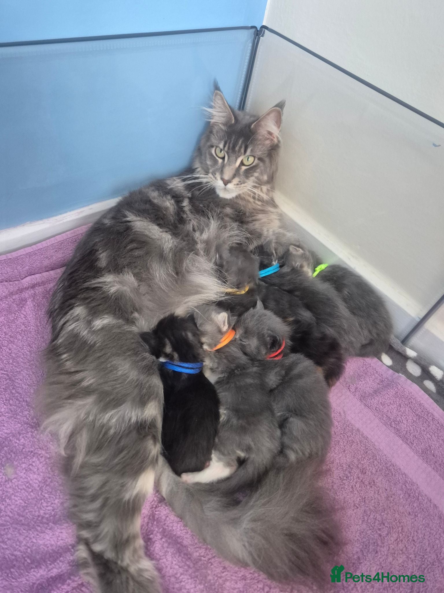 Maine Coon cats Stunning Maine Coons for sale must see 🥰 - Advert 1