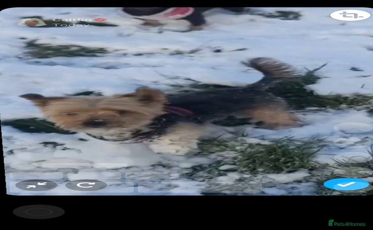 Chorkie dogs in Bolton - Advert 1