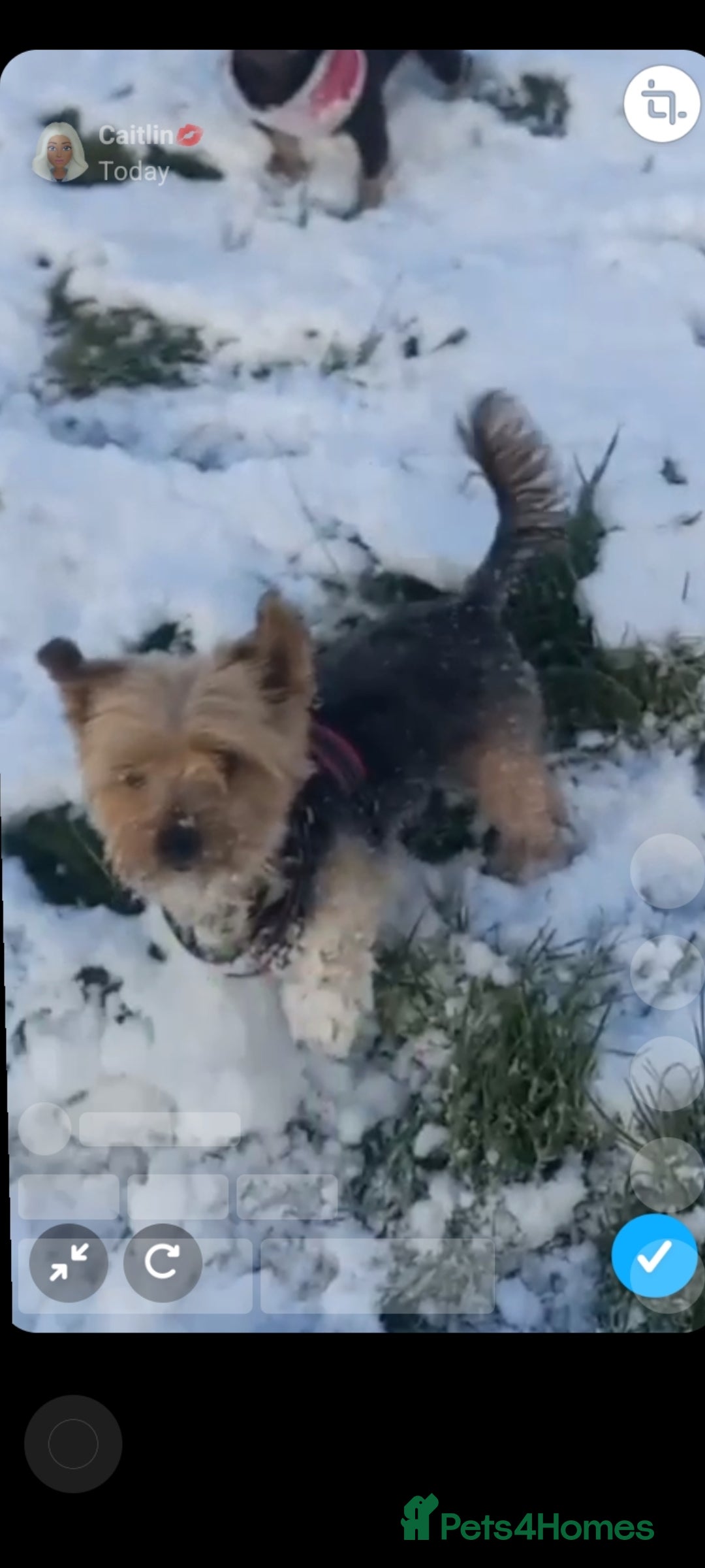 Chorkie dogs for sale: Chorkie pupies due  in Bolton - Image 1