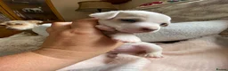 Jack Russell dogs for sale: Much Wenlock Rare Colour Jack Russell Pups Merle - Advert 21