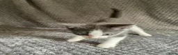 Domestic Shorthair cats for sale: Gorgeous Grey and White Kittens For Sale - Advert 6