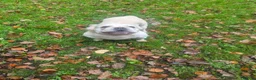 French Bulldog dogs for stud: Dog for stud - Advert 5