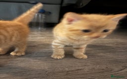 Maine Coon cats for sale: Kitten for sale £200 - Image 5