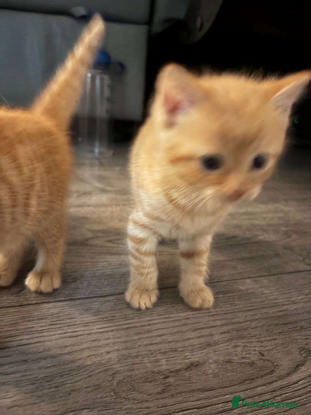 Maine Coon cats for sale: Kitten for sale £200 - Image 5