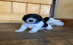 Jackapoo dogs for sale: Beautiful Jackapoo Puppies - Image 3