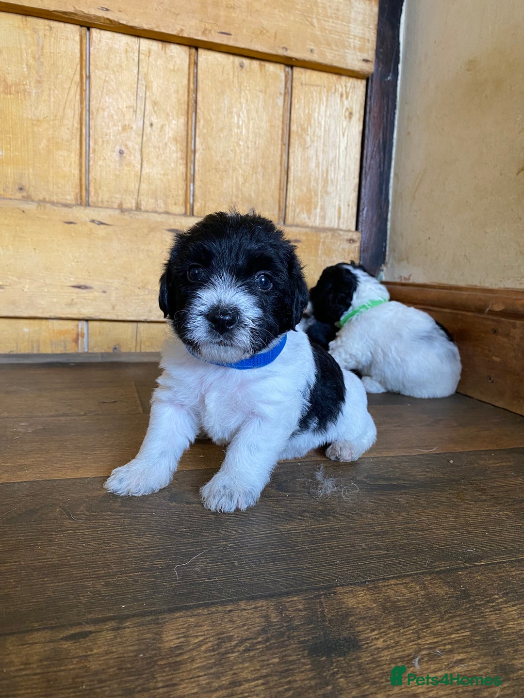 Jackapoo dogs for sale: Beautiful Jackapoo Puppies - Image 3
