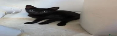 Russian Blue 2