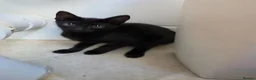 Russian Blue cats for sale: 2 cute black fluffy kittens for sale - Advert 6