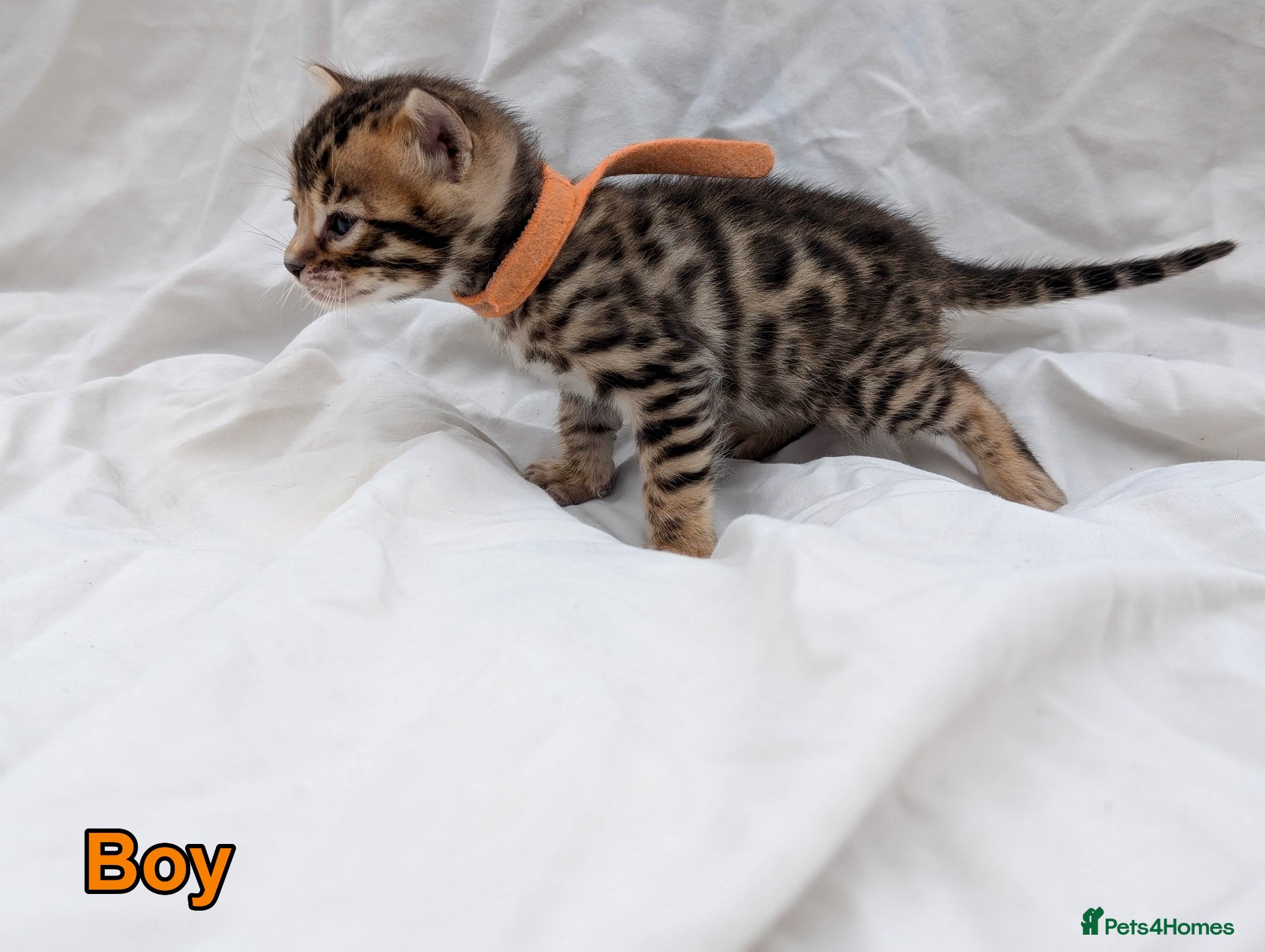 Bengal cats Gorgeous health tested glitter TICA Bengal kittens - Advert 2