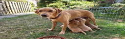 Labrador Retriever dogs for sale: Fox red Labrador puppies - Advert 6