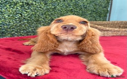 Cocker Spaniel dogs for sale: 🧡 Show Cocker Spaniel Puppy For Sale - Image 11