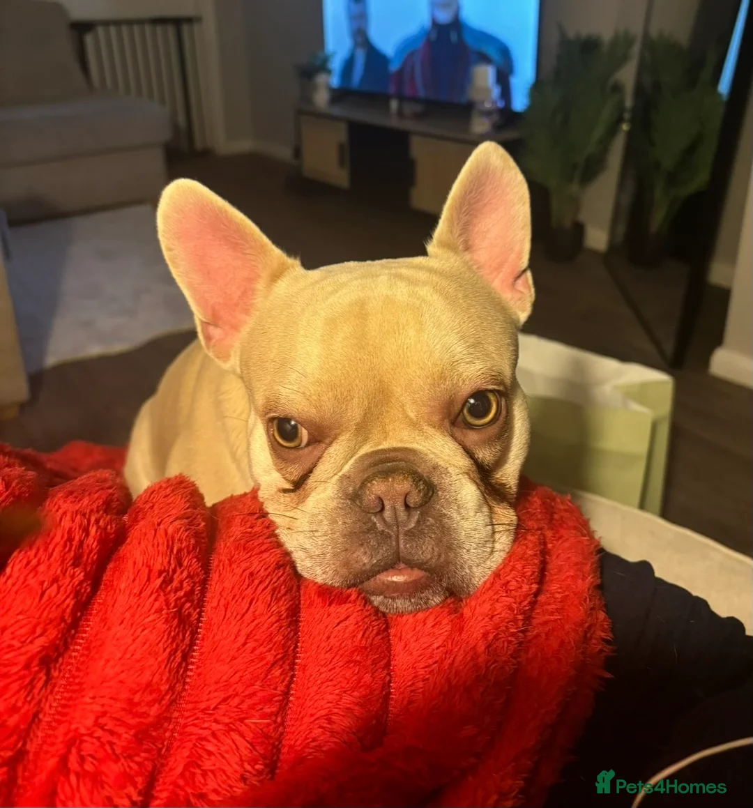 French Bulldog dogs for sale: *RE-HOME* Casper 2 y/o FRENCHIE  - Advert 2
