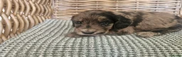 Cockapoo dogs for sale: Beautiful Litter of Stunning Cockerpoo Puppies - Advert 38