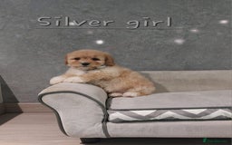 Cavachon dogs for sale: Cavapoochon puppies 🥰 - Image 12