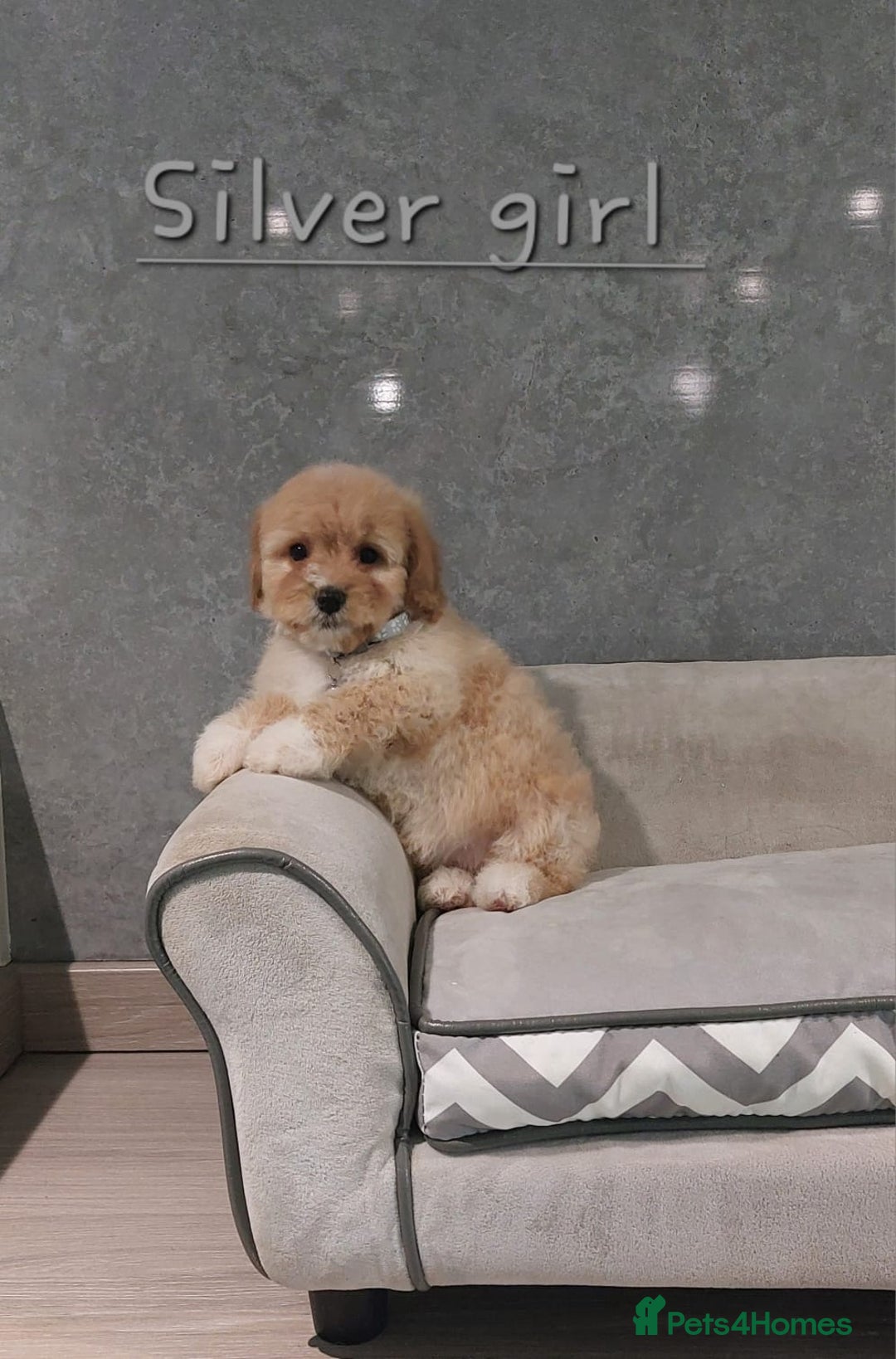 Cavachon dogs for sale: Cavapoochon puppies 🥰 - Image 12