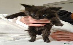 Mixed Breed cats for sale: Beautiful mixed kittens - Advert 4