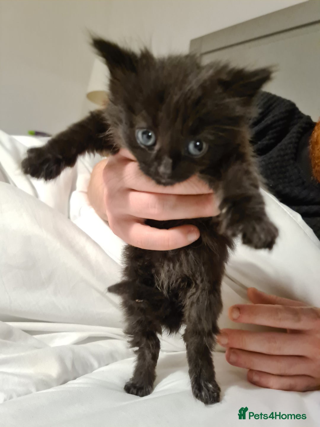 Mixed Breed cats for sale: Beautiful mixed kittens - Advert 4