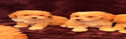 Maltipoo dogs for sale: 💙Maltipoo F1💜 in Hornchurch - Advert 14