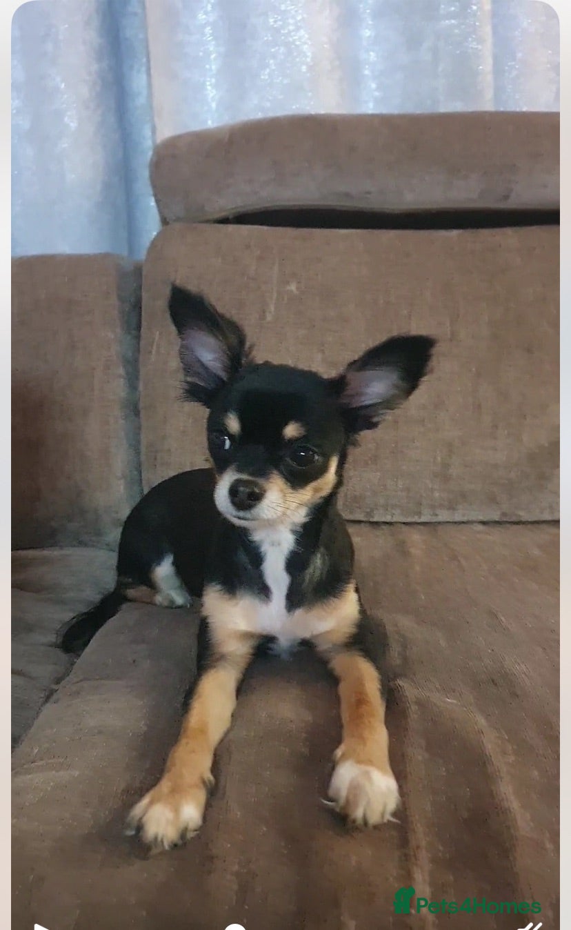 Chihuahua dogs For sale - Advert 2