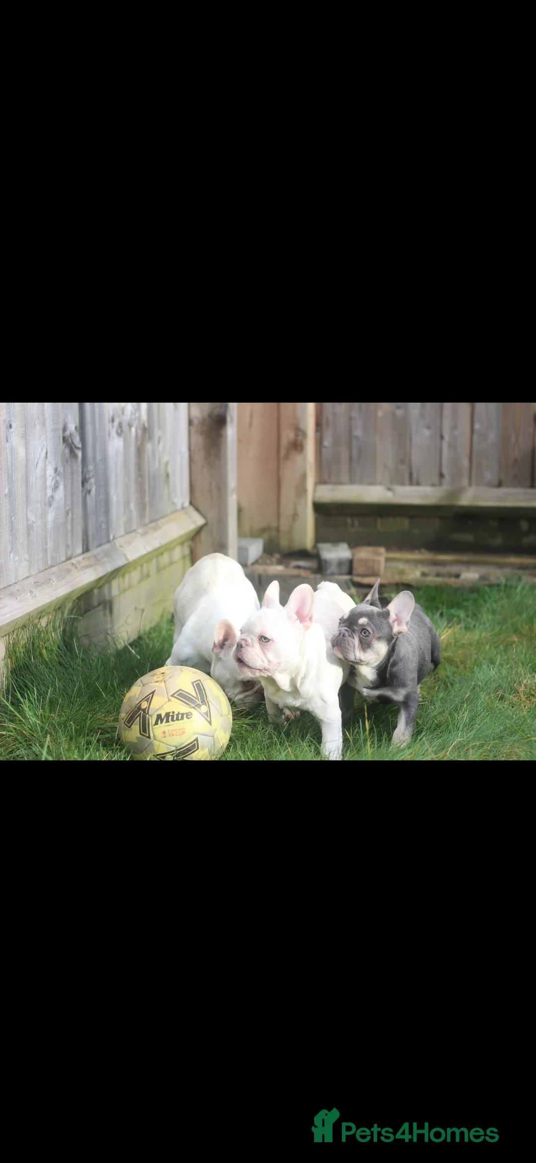 French Bulldog dogs for sale: Frenchies - 2 girls & 1 boy available  - Advert 4