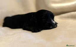 Cocker Spaniel dogs for sale: Adorable Show Cockers - Image 15