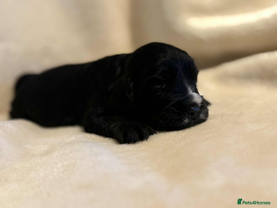 Cocker Spaniel dogs for sale: Adorable Show Cockers - Image 15
