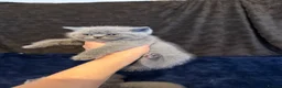 British Shorthair cats for sale: Pure-breed British Shorthair Kittens - Advert 12