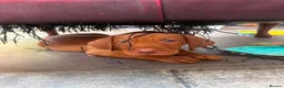 Hungarian Vizsla dogs for sale: Collect in two weeks!🐾KC smooth Hungarian Vizslas - Advert 7