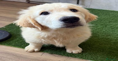 Golden Retriever dogs - Advert 5