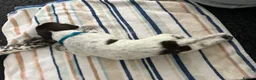 German Shorthaired Pointer dogs for sale: KC Registered German Shorthaired pointer puppies  - Advert 12
